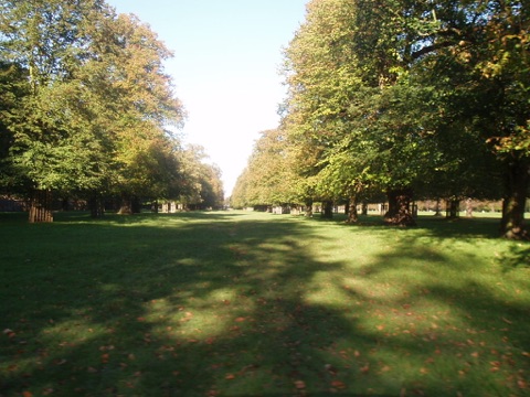 Chestnut trees in early Autumn