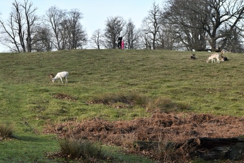 Fallow deer grazing on a grassy slope under bare winter trees, one pale stag in front and a small group resting on the skyline, two walkers among the trees.