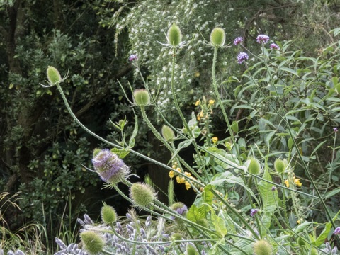 Tall green teasel heads on bristly stems in front of a dark hedge, with purple verbena, yellow flowers and a white-flowering shrub around them.