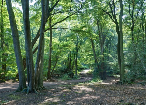 The trail of the Centenary Walk in Epping Forest , south of High Beach, Essex - England. Taken by myself with a Canon 5D and 24-105mm f/4L IS lens