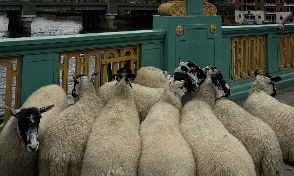 A flock of sheep filling the footway of a bridge, cream fleeces with black and white faces, the green and gold ironwork of the parapet behind them and a lamp standard's plinth above, with the river and a railway bridge beyond.