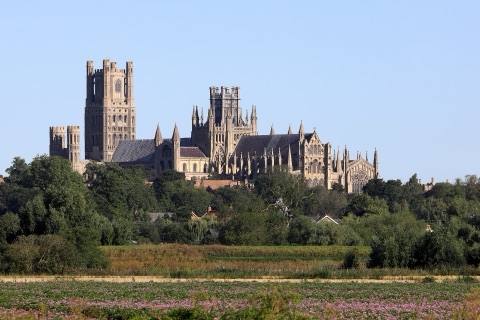 Ely Cathedral standing above trees on the flat fen, its west tower and octagonal lantern against a clear sky, with a field of pink flowers in front.