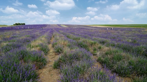 Rows of purple lavender running up a gentle slope to the sky, with people walking among them and a green field beyond.