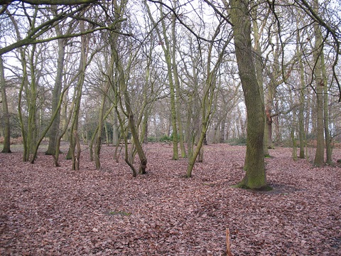 A photograph of Oxleas Wood.