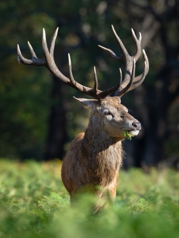 A red deer stag among the bracken in Richmond Park