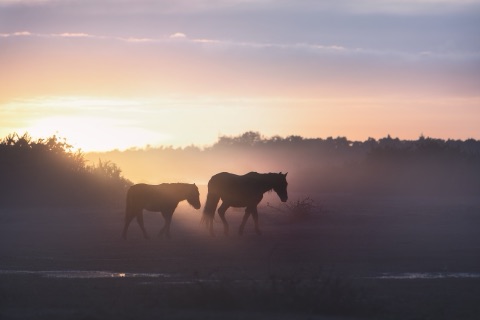Two New Forest ponies walking across open heath in early-morning mist, silhouetted against a low sun, a line of trees behind them.
