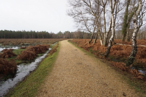 A straight gravel track across open heath in winter, brown bracken and pools of water either side, silver birches on the right and a line of pines in the distance.