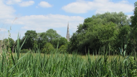 Salisbury Cathedral's tall spire rising above trees at the far side of a meadow, seen through tall grass under a blue summer sky.